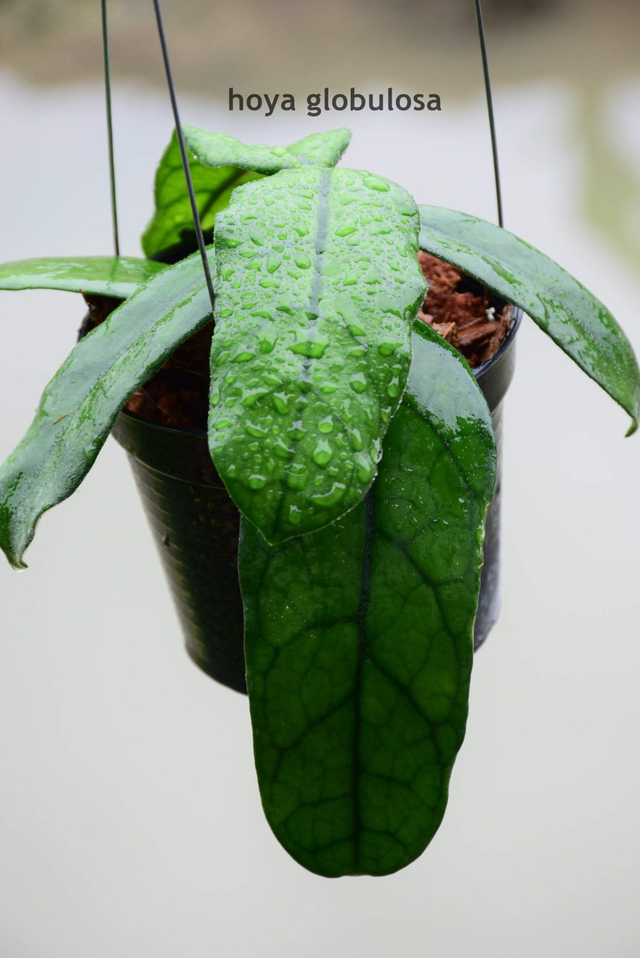 Хойя виллоза и глобулоза