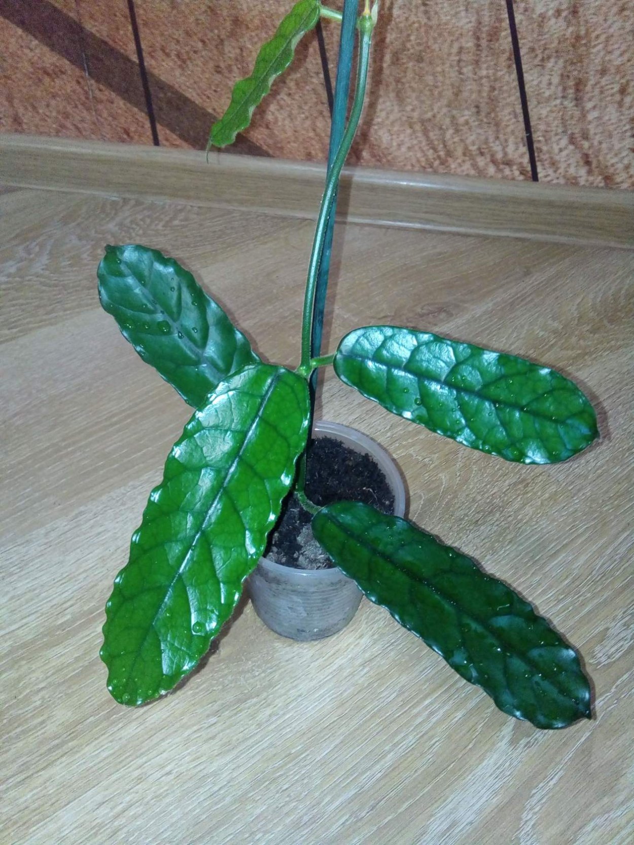 Хойя villosa cao dang