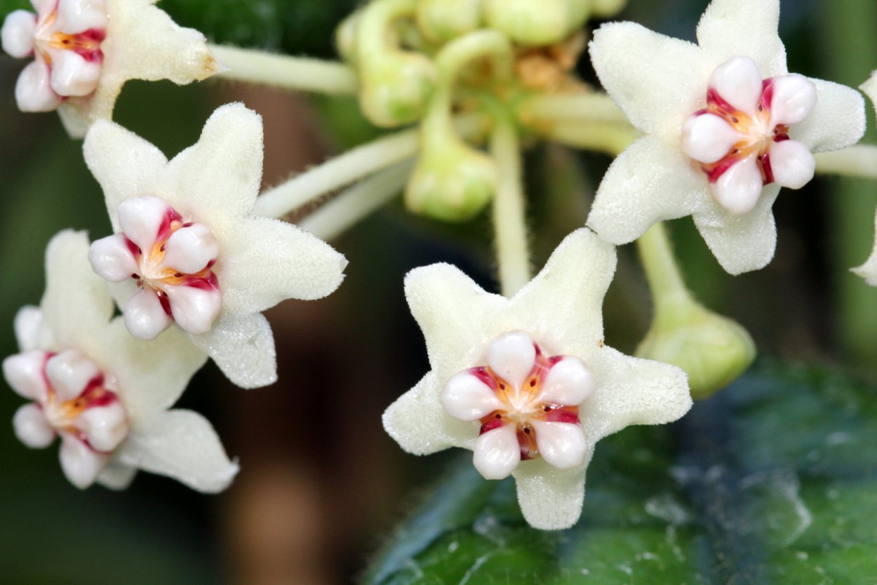 Хойя виллоза