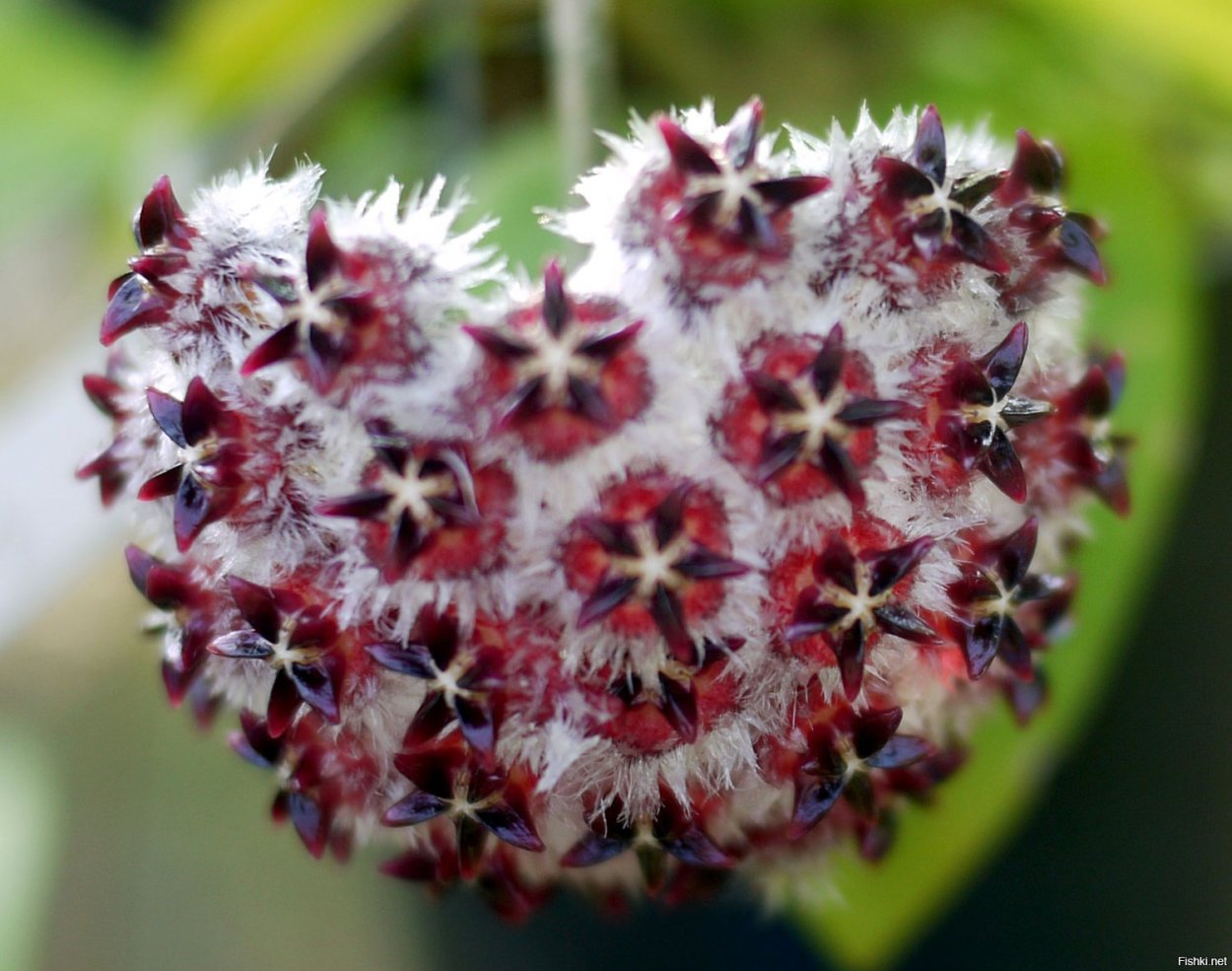 Хойя mindorensis ut042