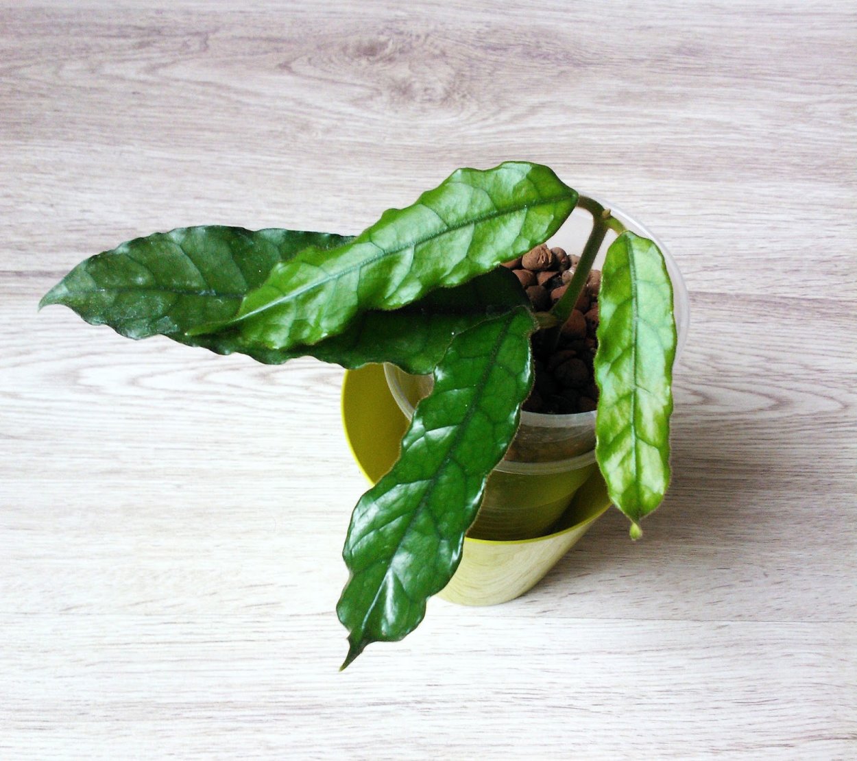 Хойя villosa cao dang