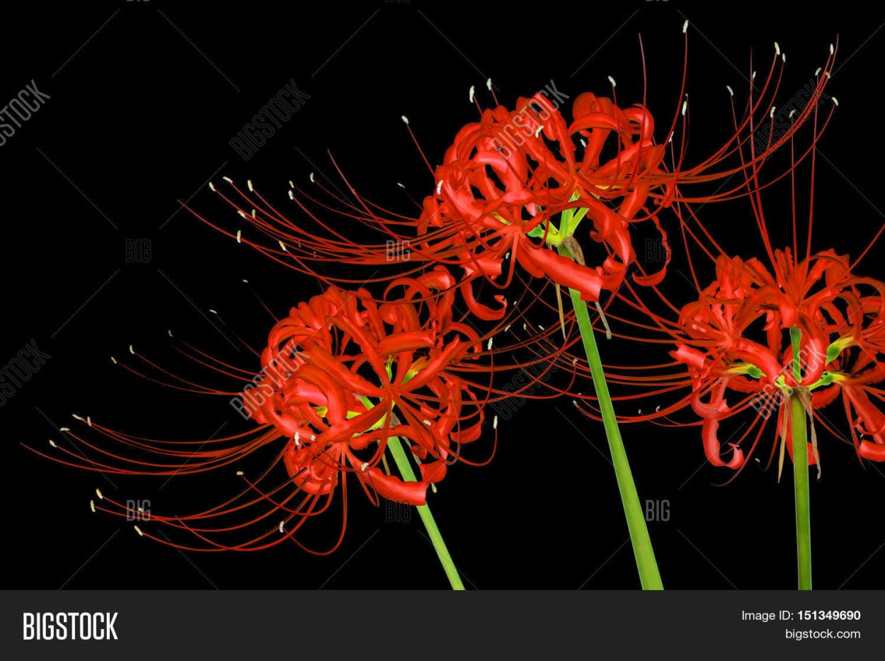 Ликорис Паучья Лилия Ботаническая иллюстрация