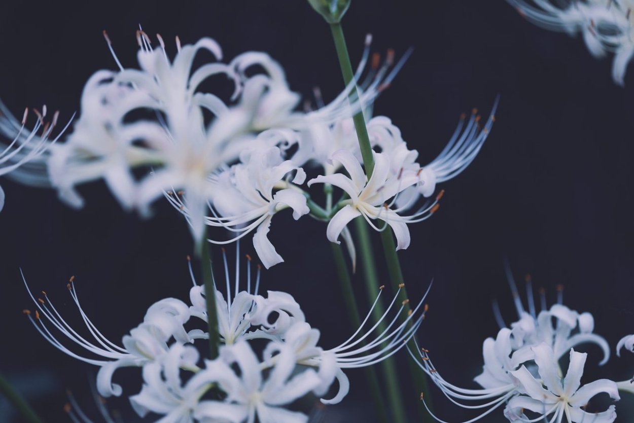 Хиганбана ликорис белый