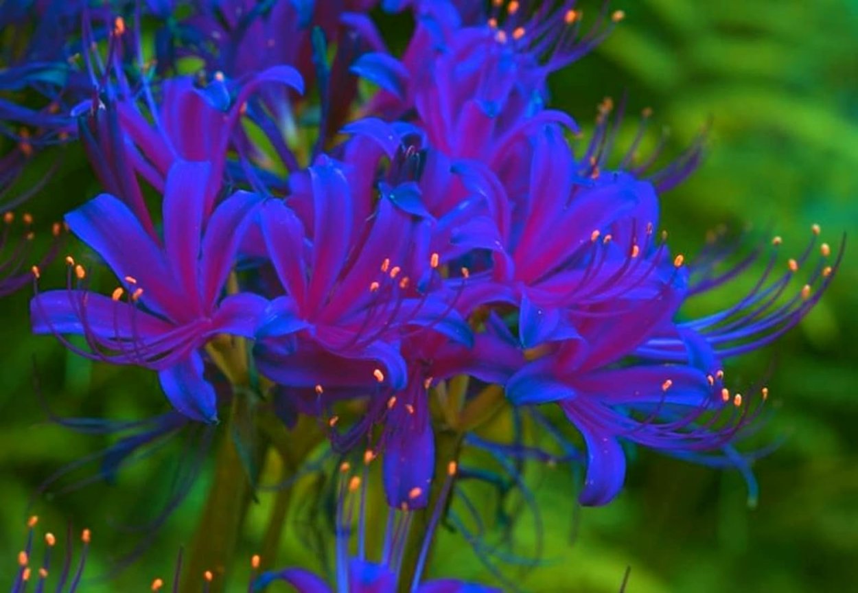 Ликорис Лучистый фиолетовый