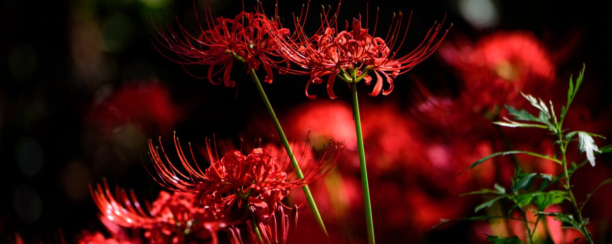 Темный ликорис