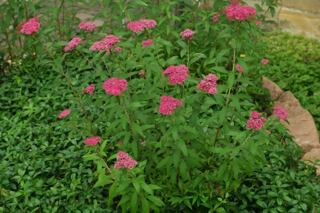 Спирея Арнольд