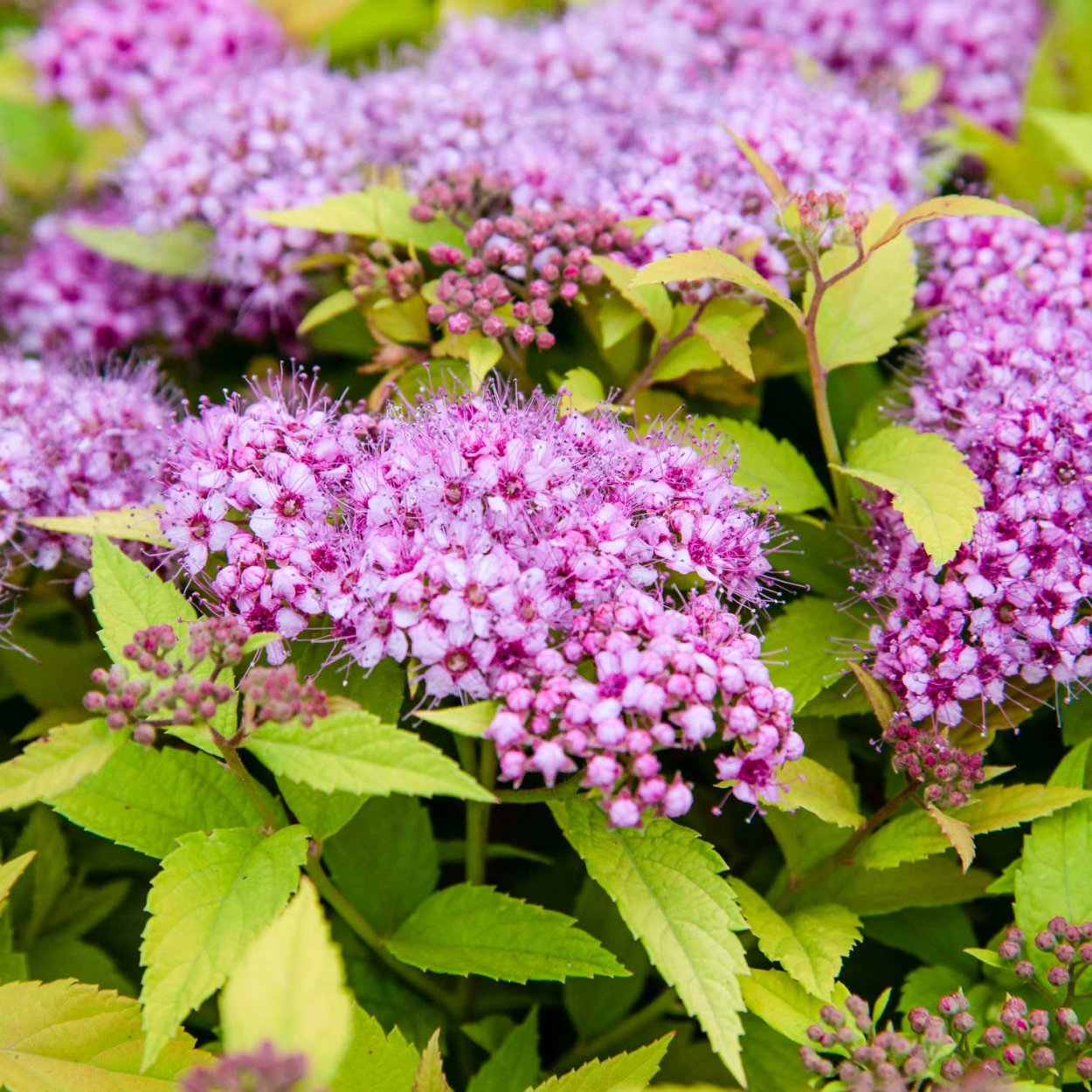 Спирея японская Голден