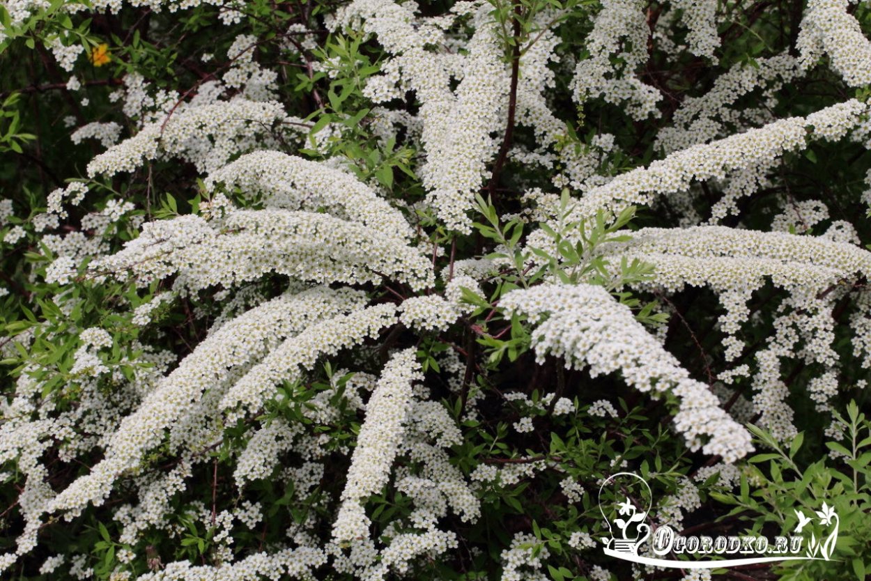 Спирея острозубчатая аргута