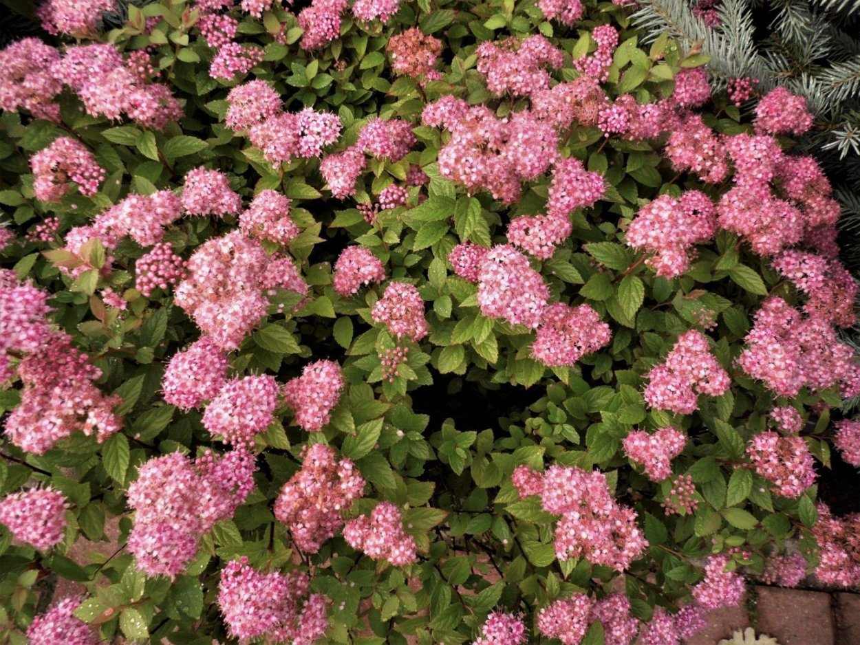 Спирея японская (Spiraea japonica Manon)