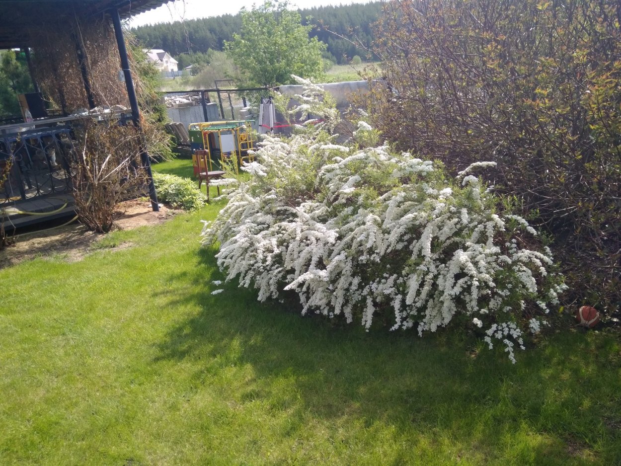 Спирея Грефшейм изгородь