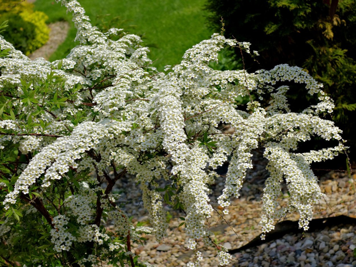 Спирея Уссурийская