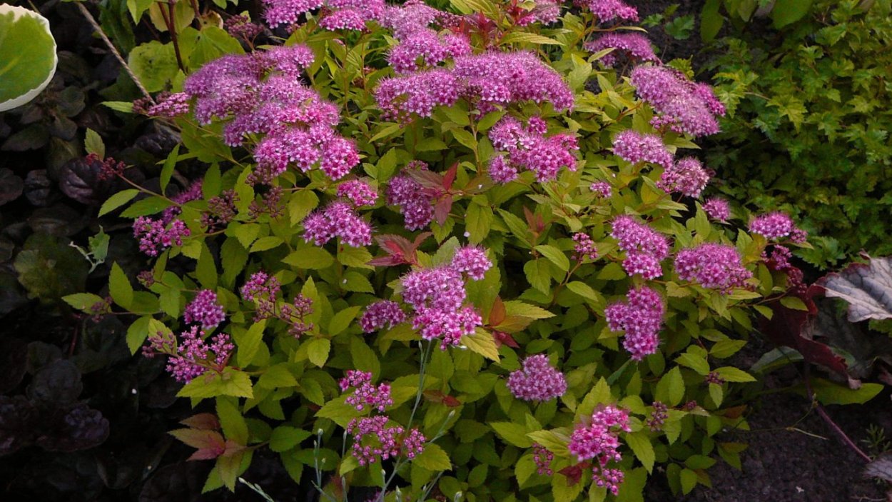 Спирея Бумальда Фробели