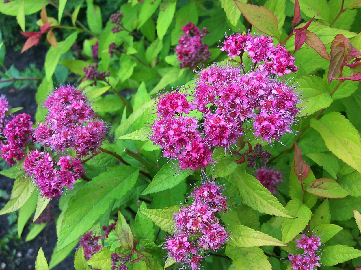 Спирея Бумальда