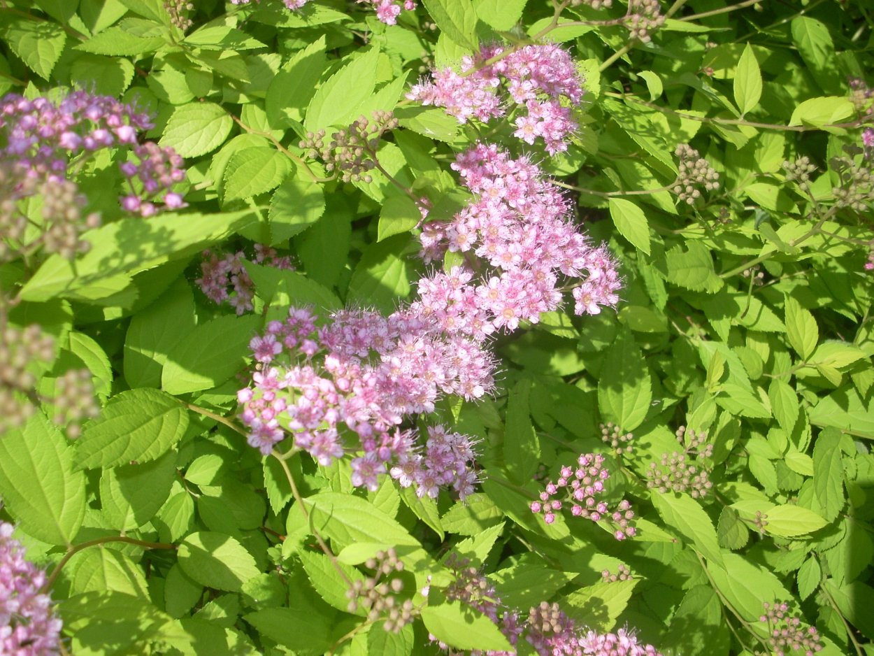 Спирея зеленые листья с розовыми цветками