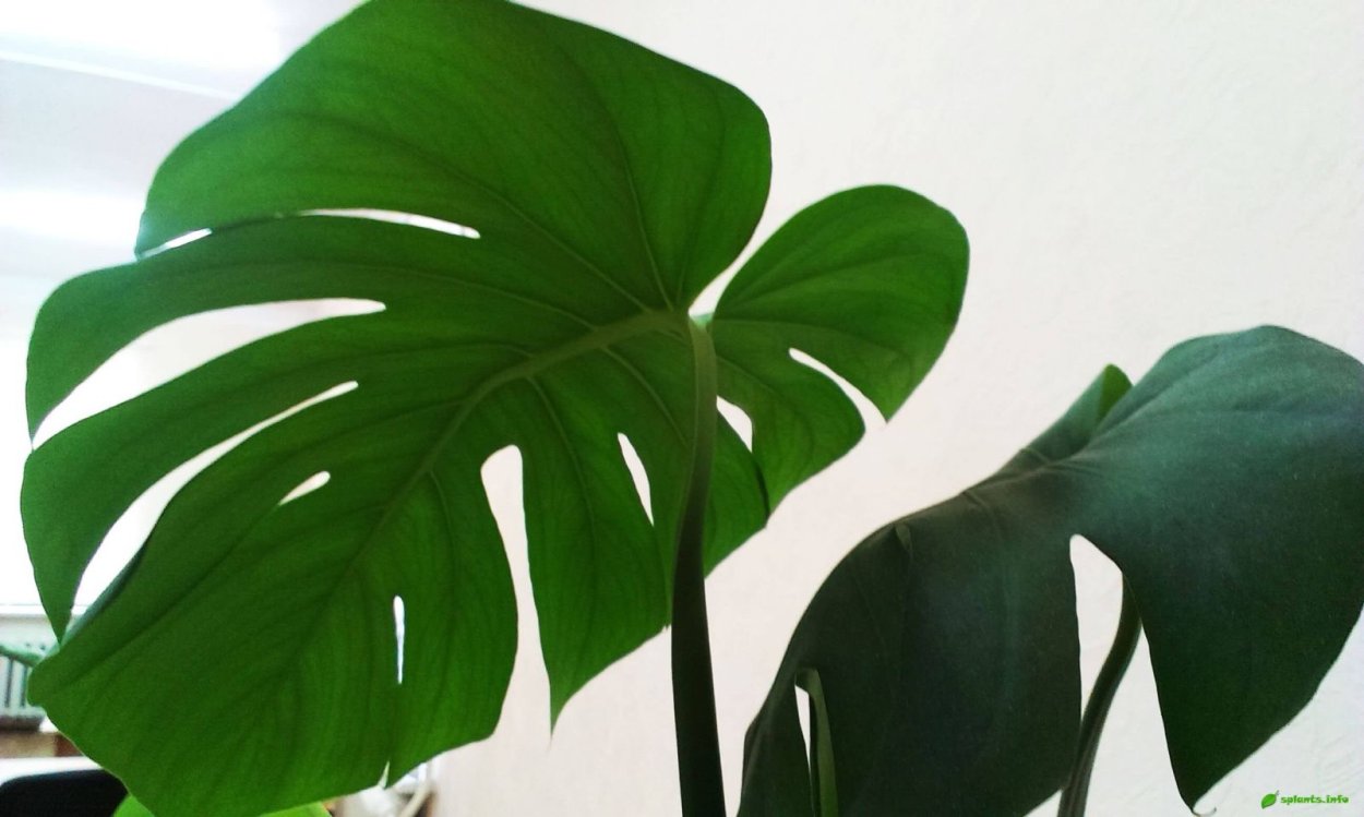 Монстера Тениус