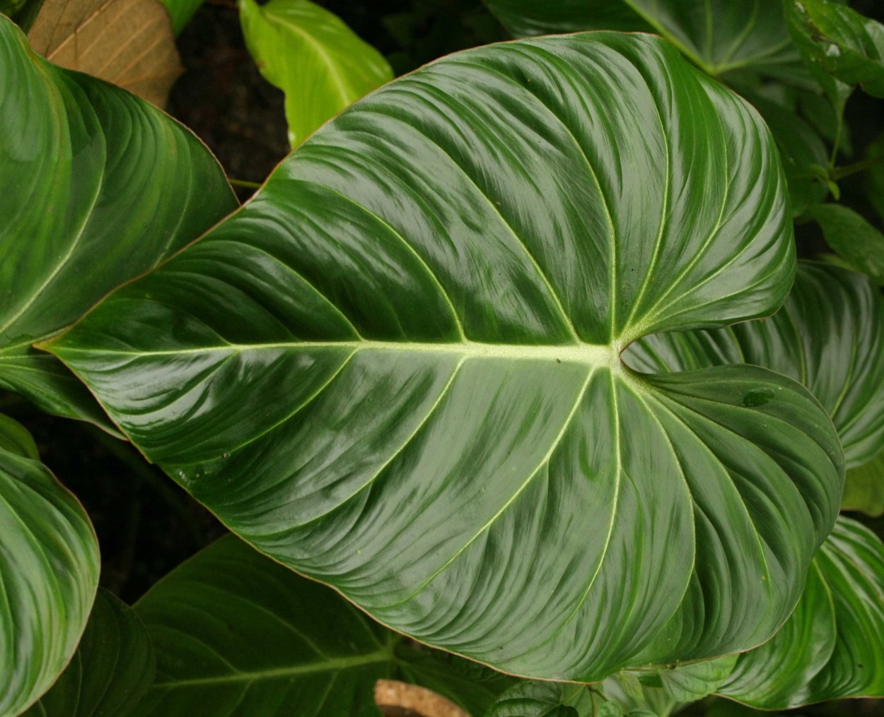 Молочай монстера