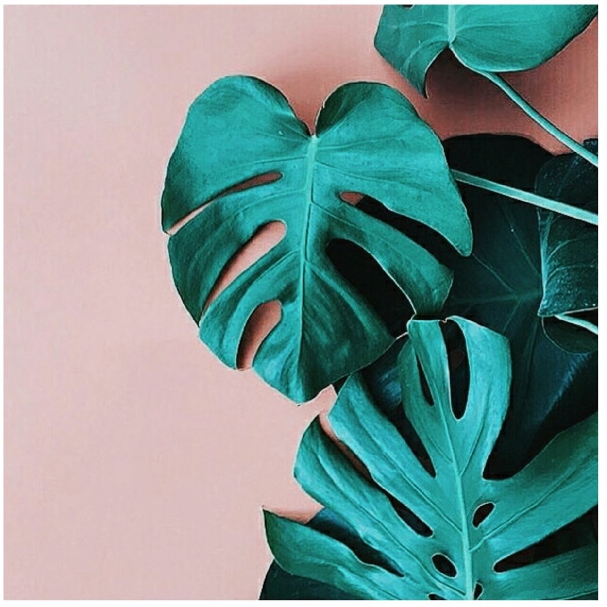 Монстера эскулетто