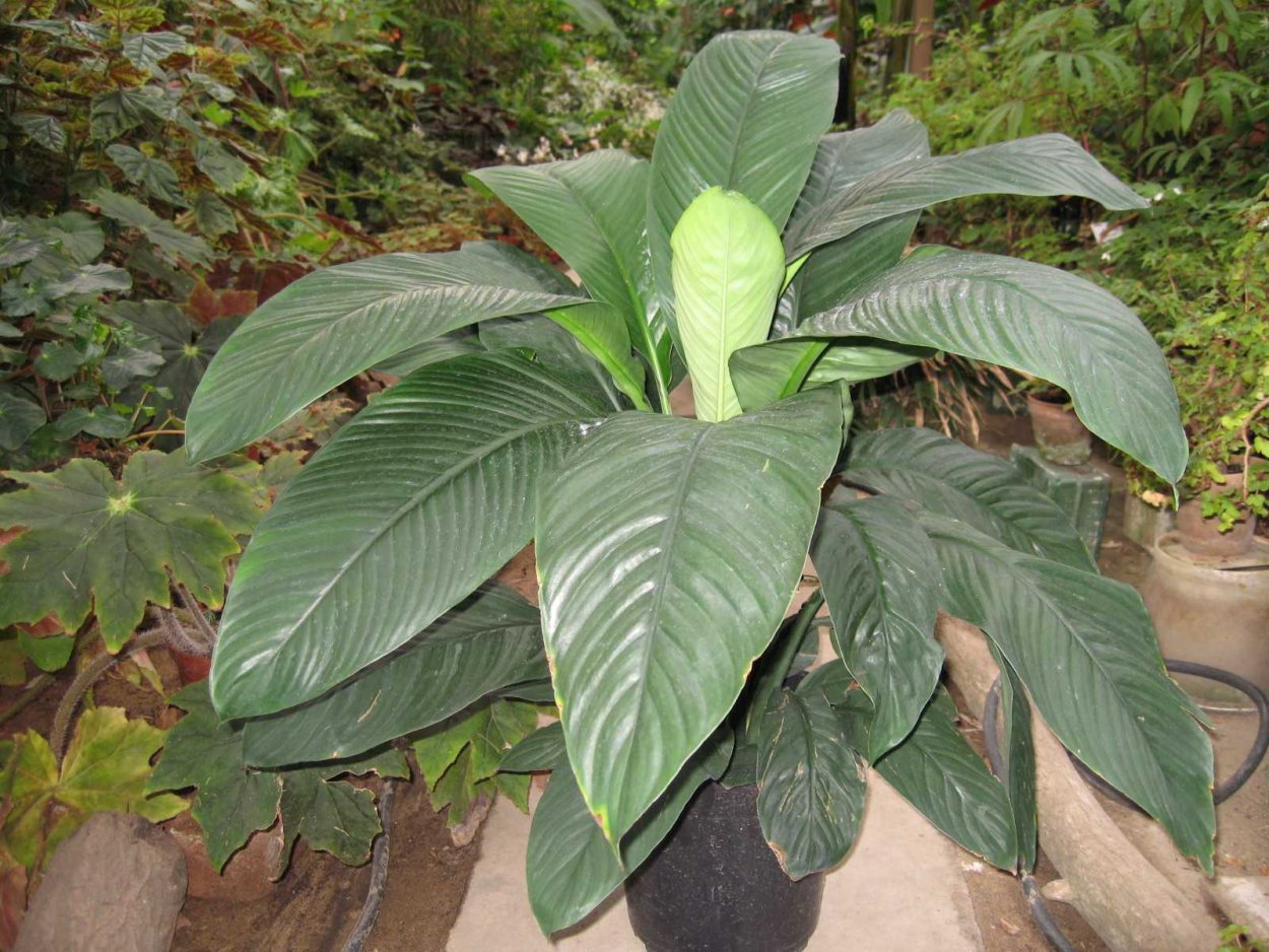 Спатифиллум blandum