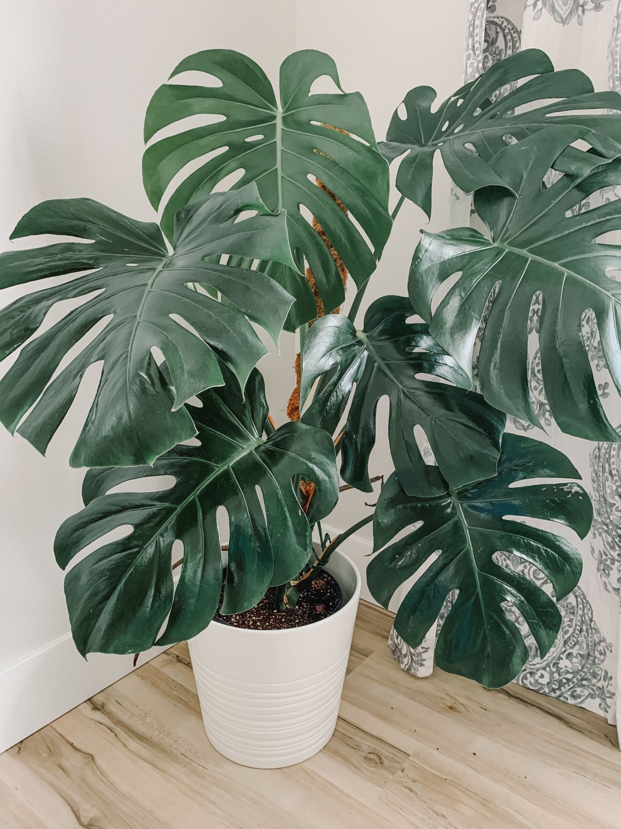 Монстера Делициоза (Monstera deliciosa)