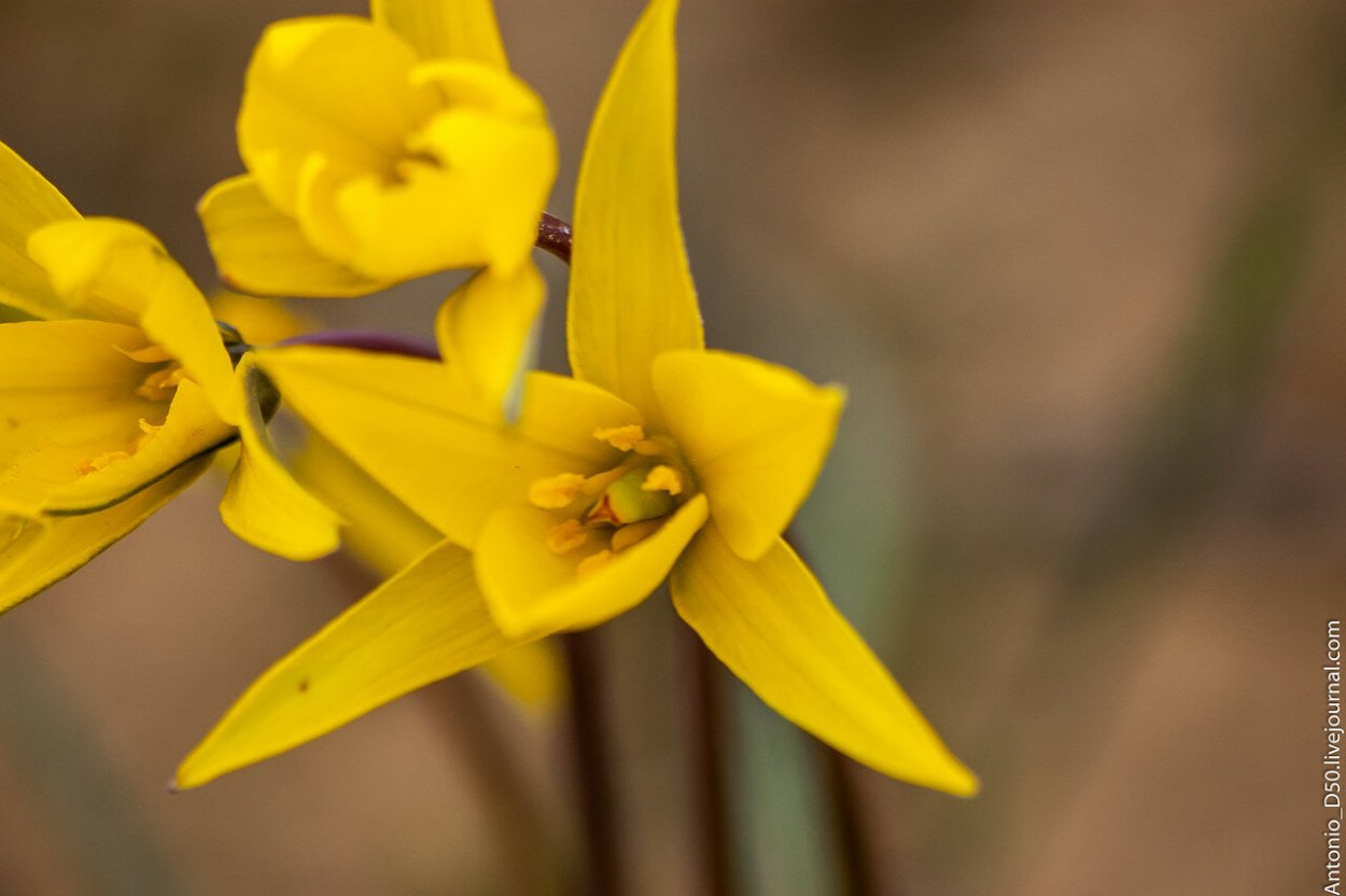 Тюльпан Биберштейна в Ульяновской области