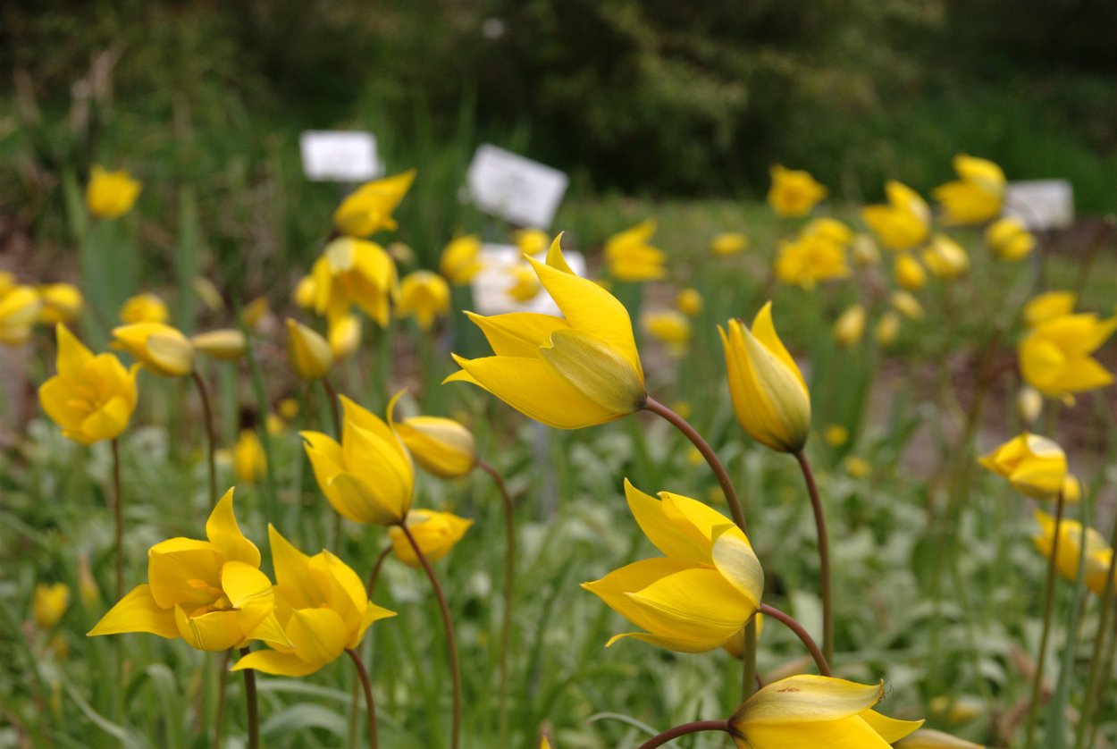 Ботанический тюльпан Sylvestris