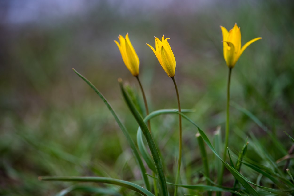 Степной тюльпан Биберштейна