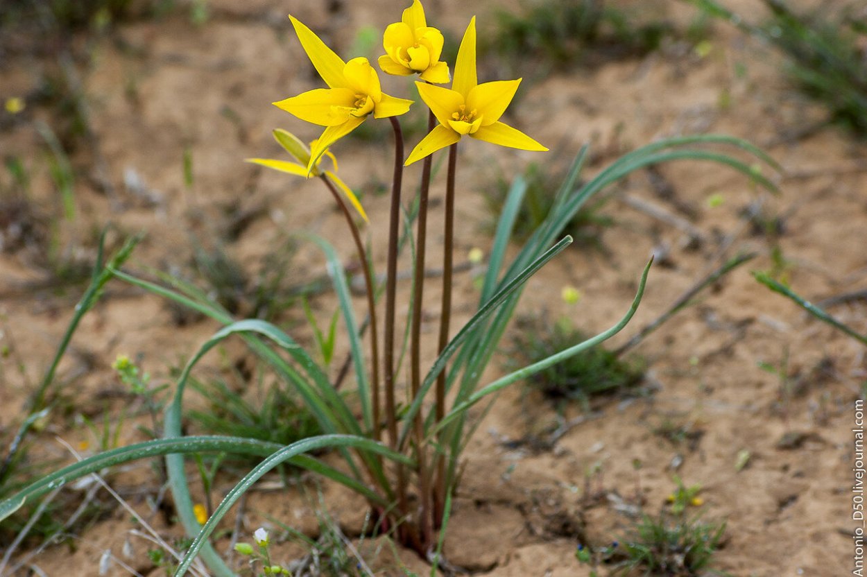 Тюльпан Биберштейна Tulipa biebersteiniana
