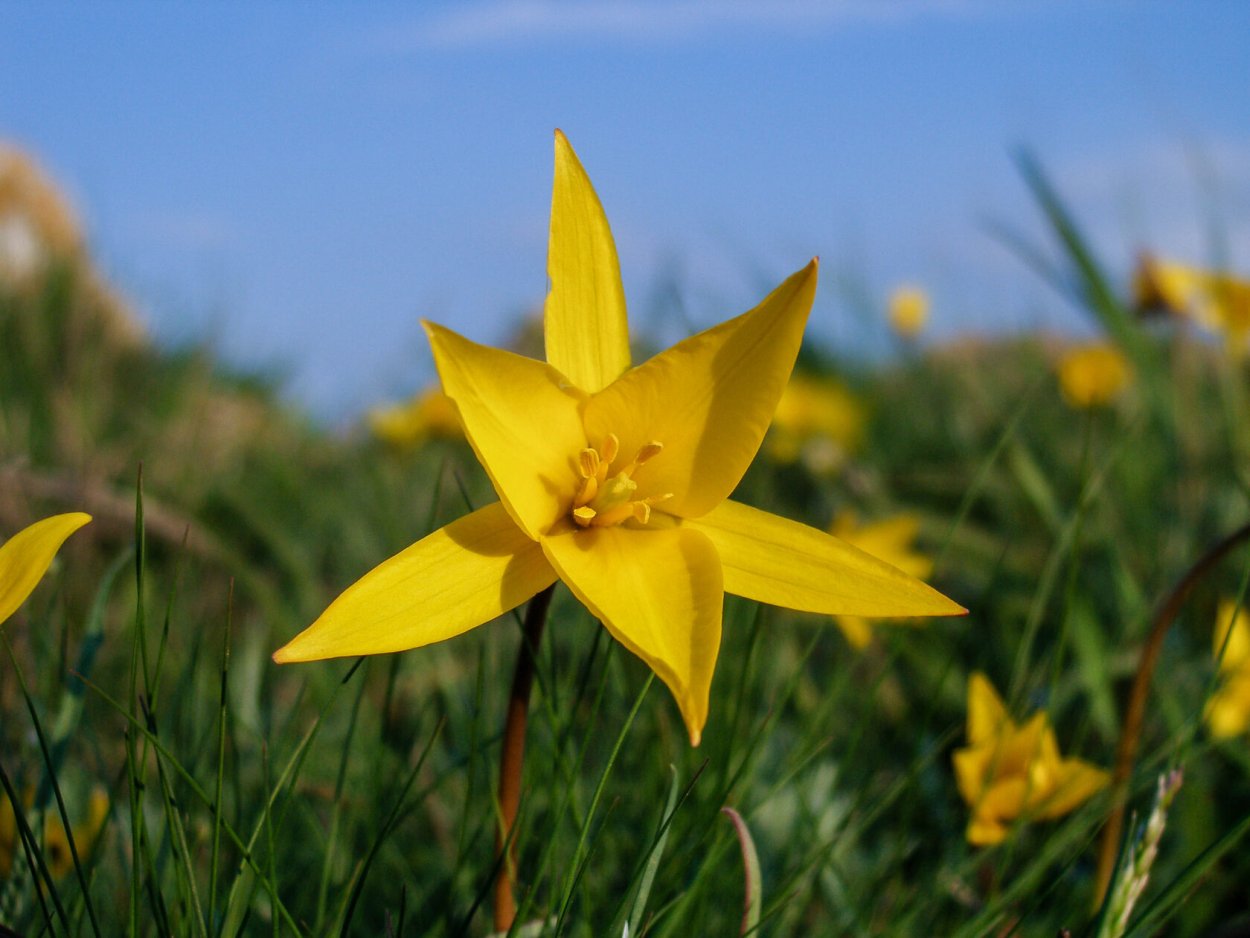Степной тюльпан Биберштейна