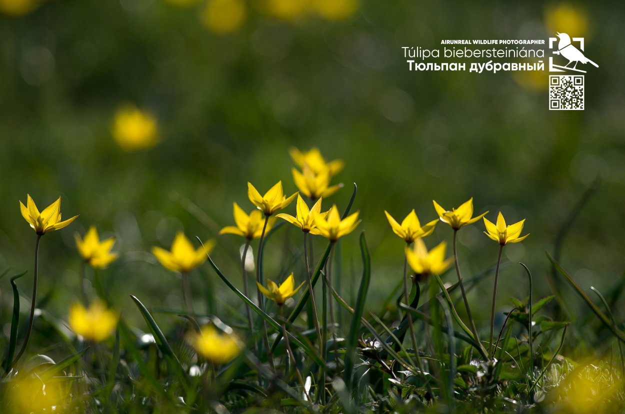 Тюльпан Дубравный и тюльпан Биберштейна отличия