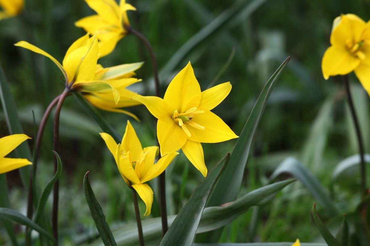 Тюльпан Биберштейна плод