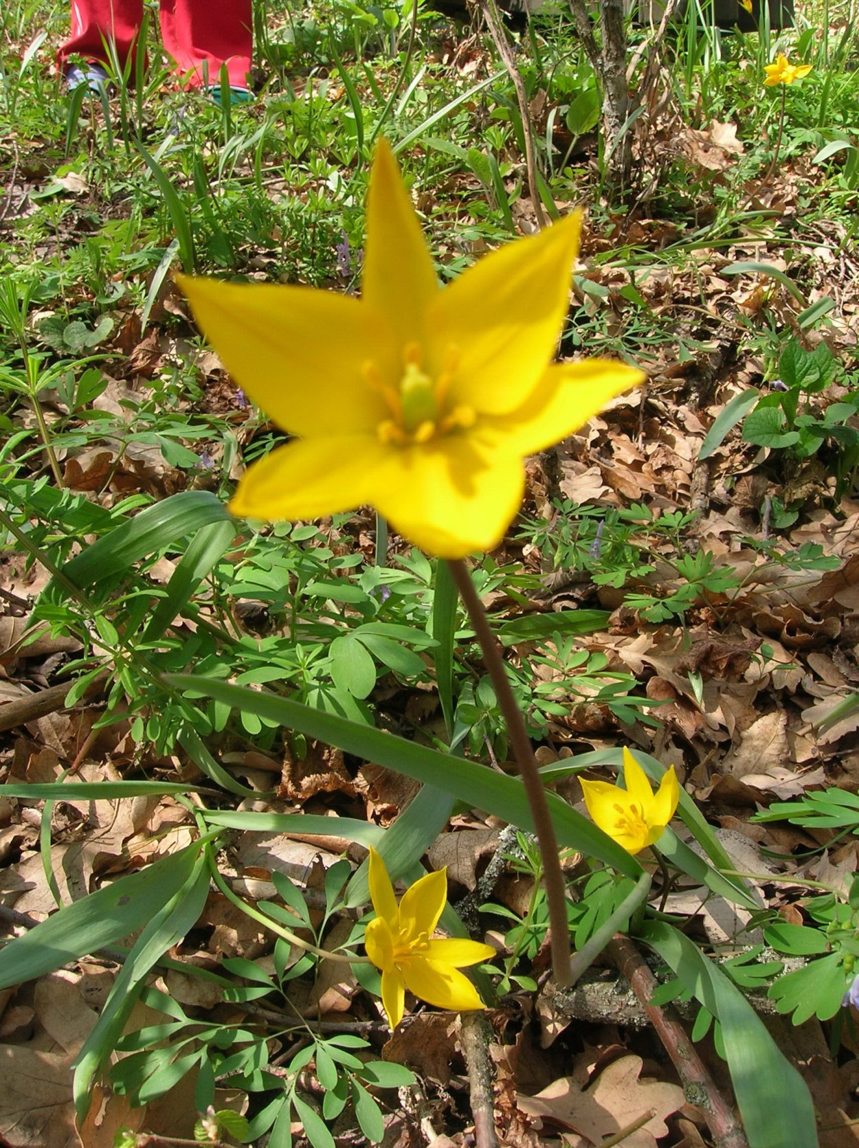 Тюльпан Биберштейна красная