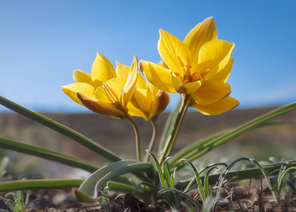 Тюльпан Биберштейна