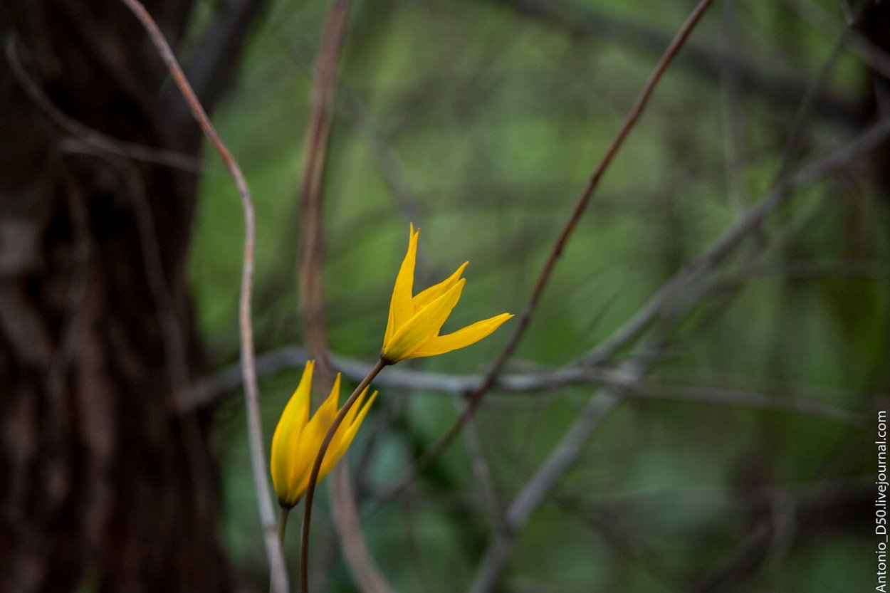 Цветок Астраханцева