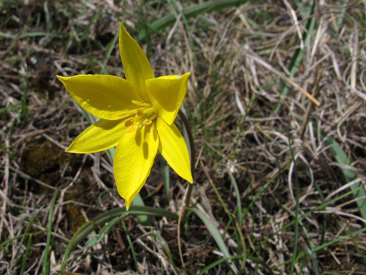 Тюльпан Биберштейна соцветие