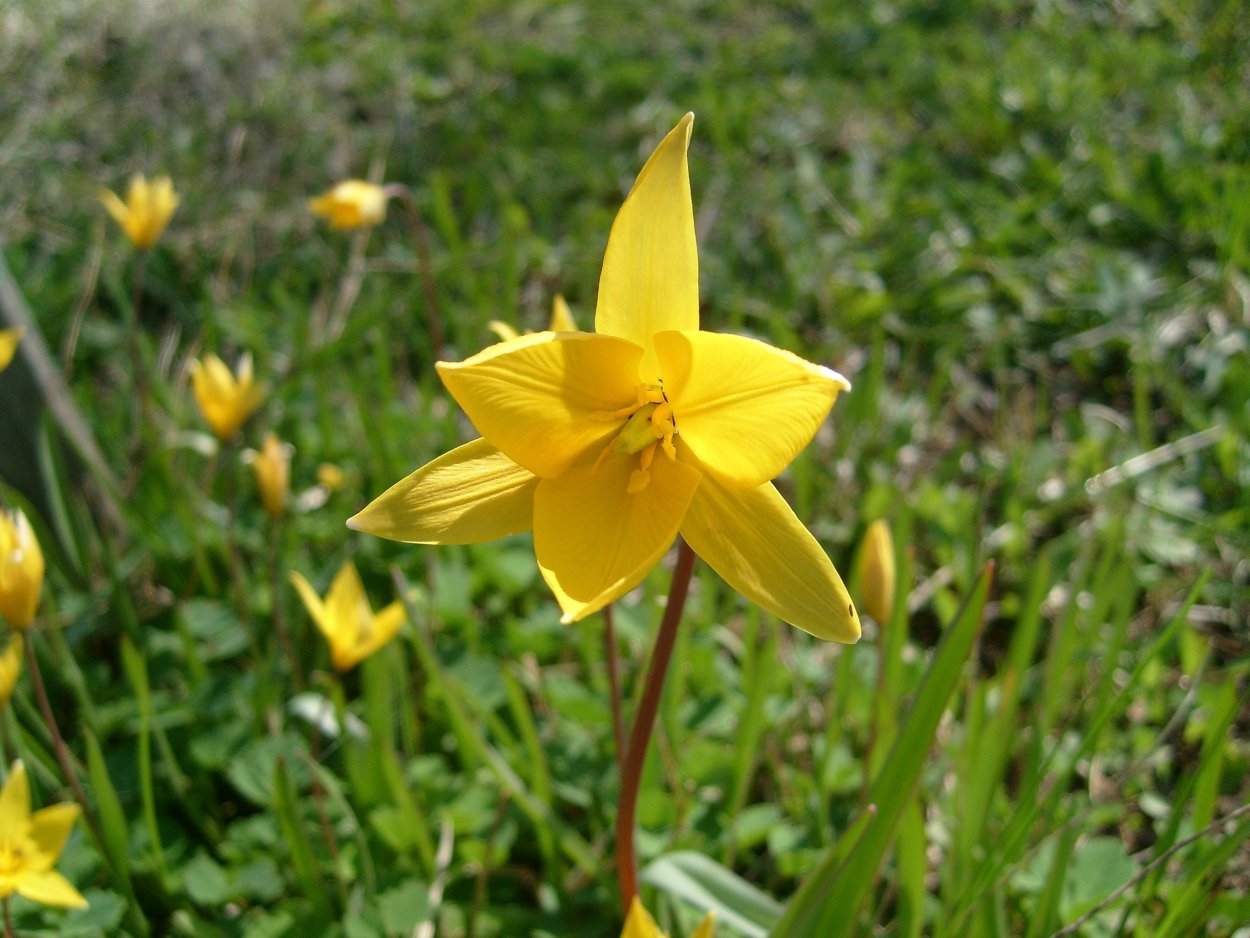 Тюльпан Биберштейна белый