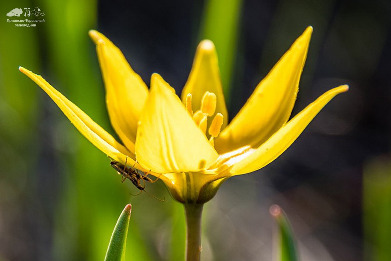 Болотный тюльпан Сибирский