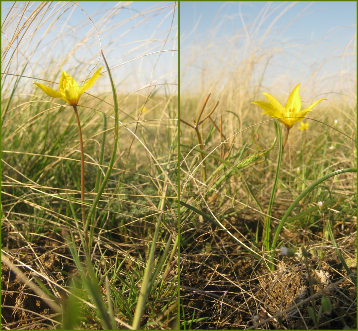 Степной тюльпан Биберштейна