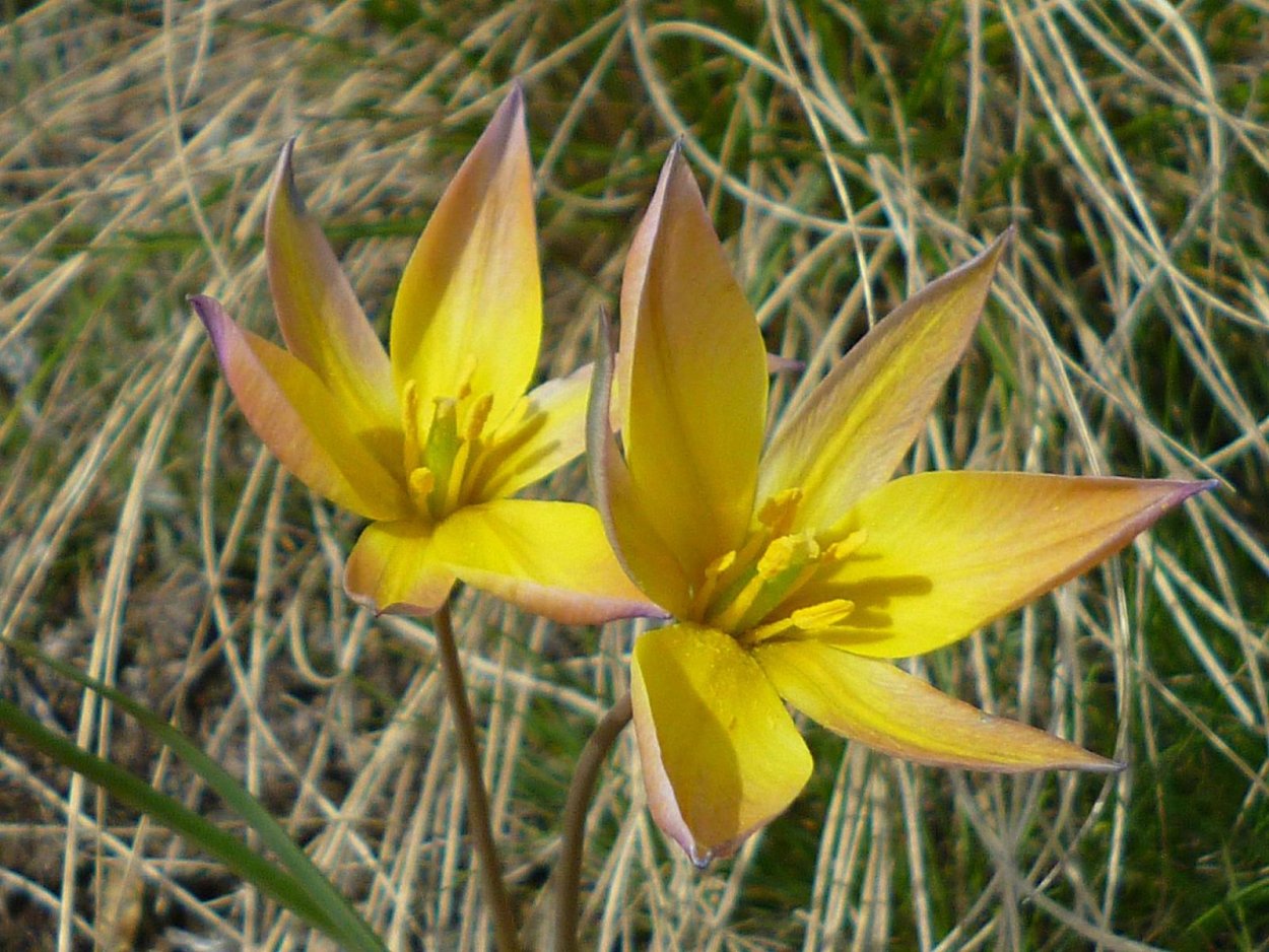 Тюльпан Биберштейна Tulipa biebersteiniana