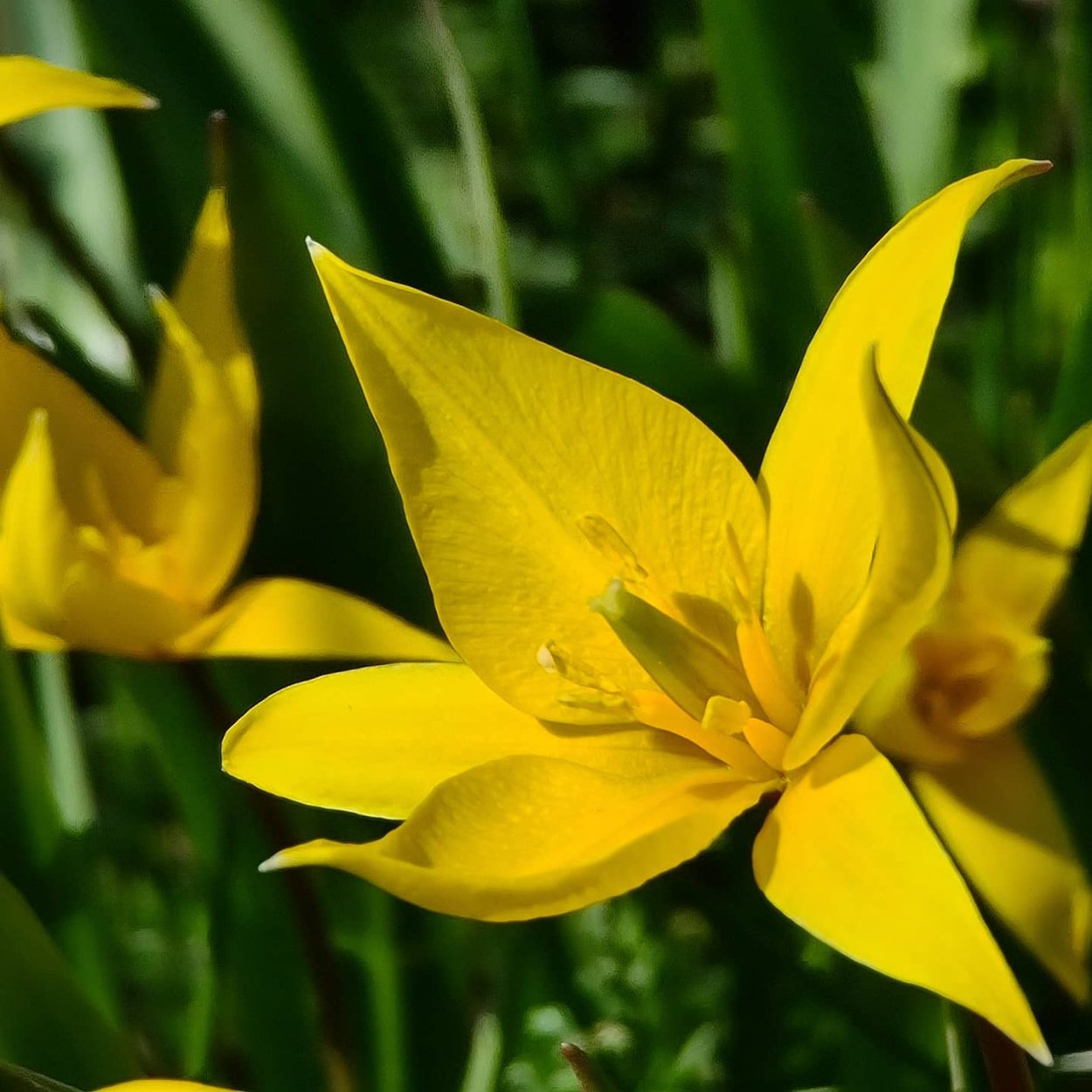 Тюльпан Биберштейна Tulipa biebersteiniana