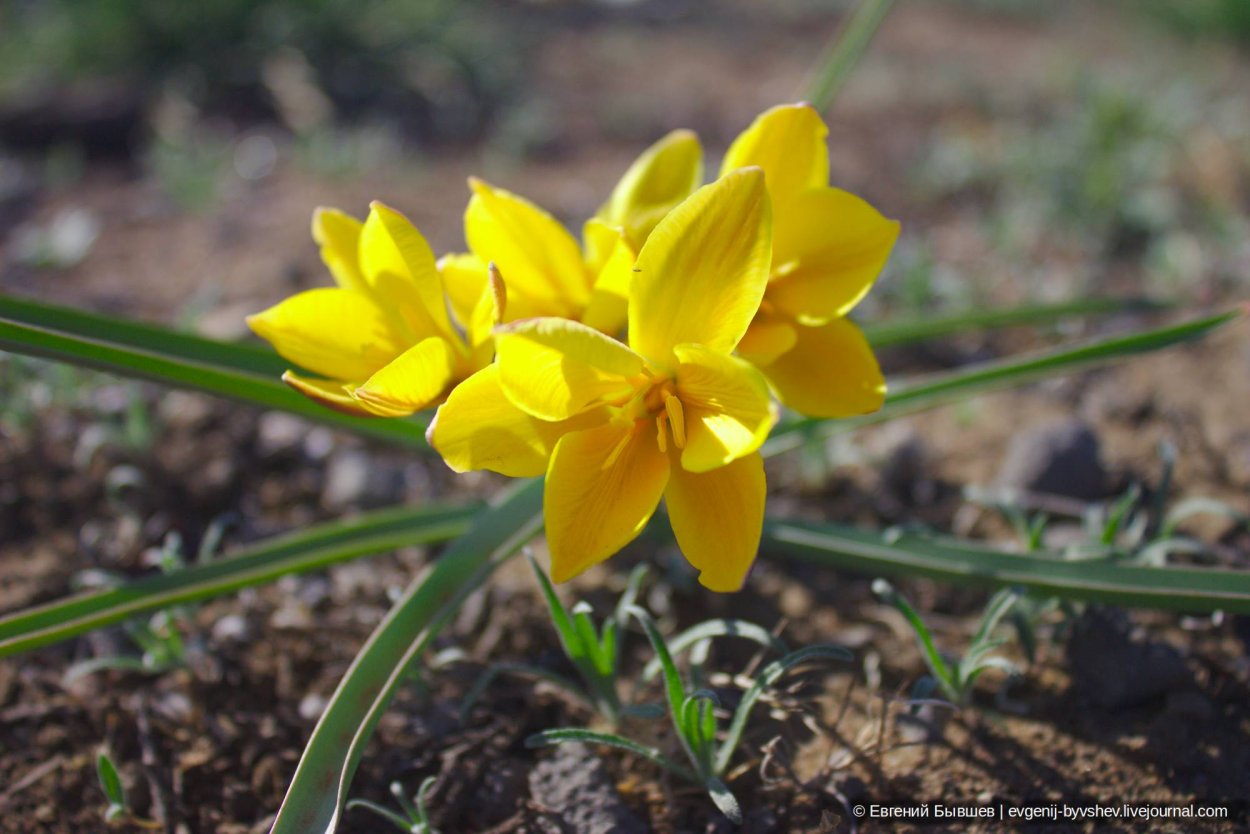 Тюльпан Дубравный