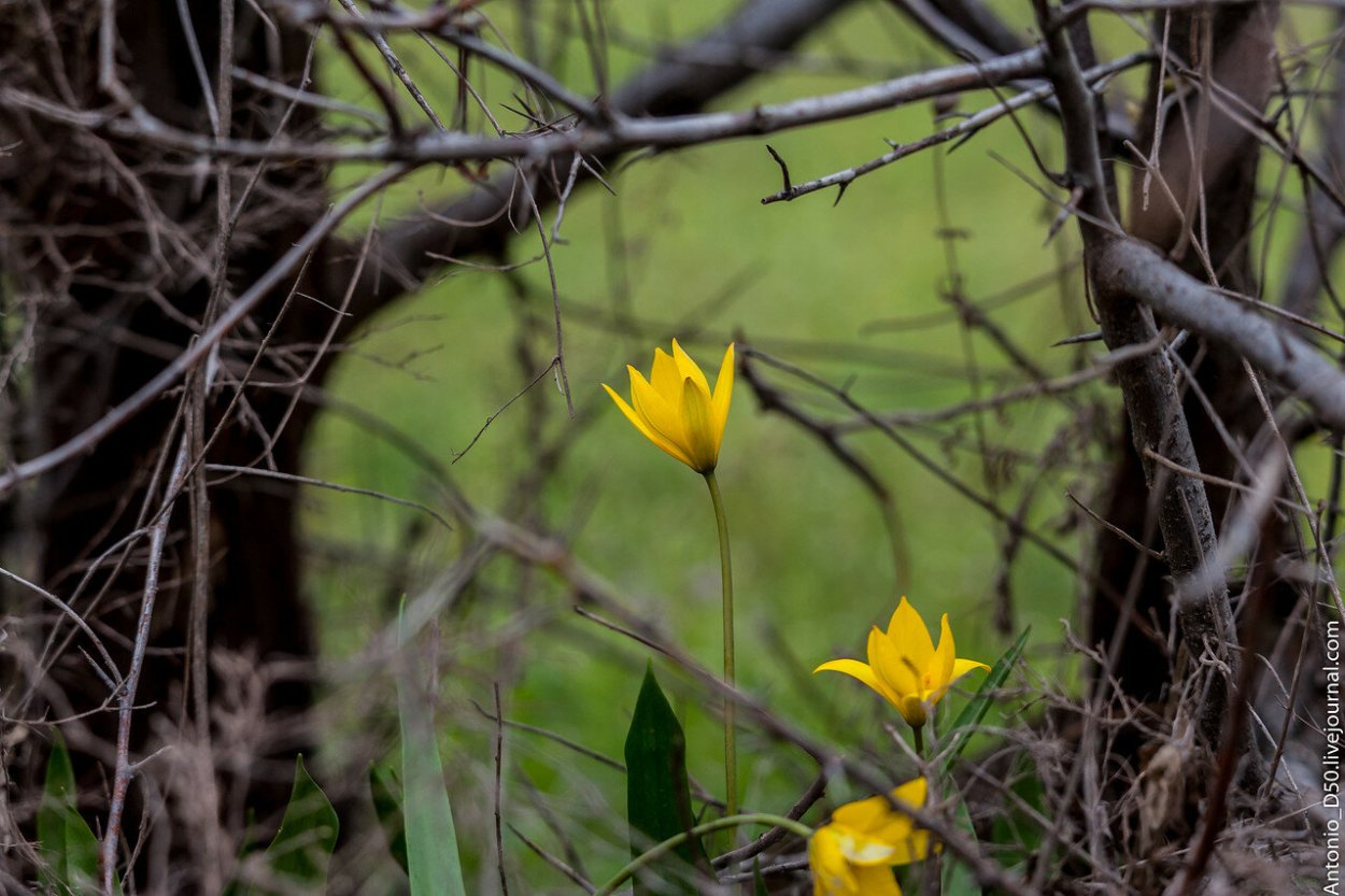 Тюльпан Биберштейна в Крыму