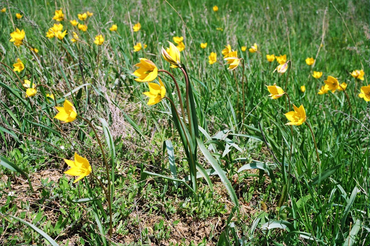 Первоцвет Донской