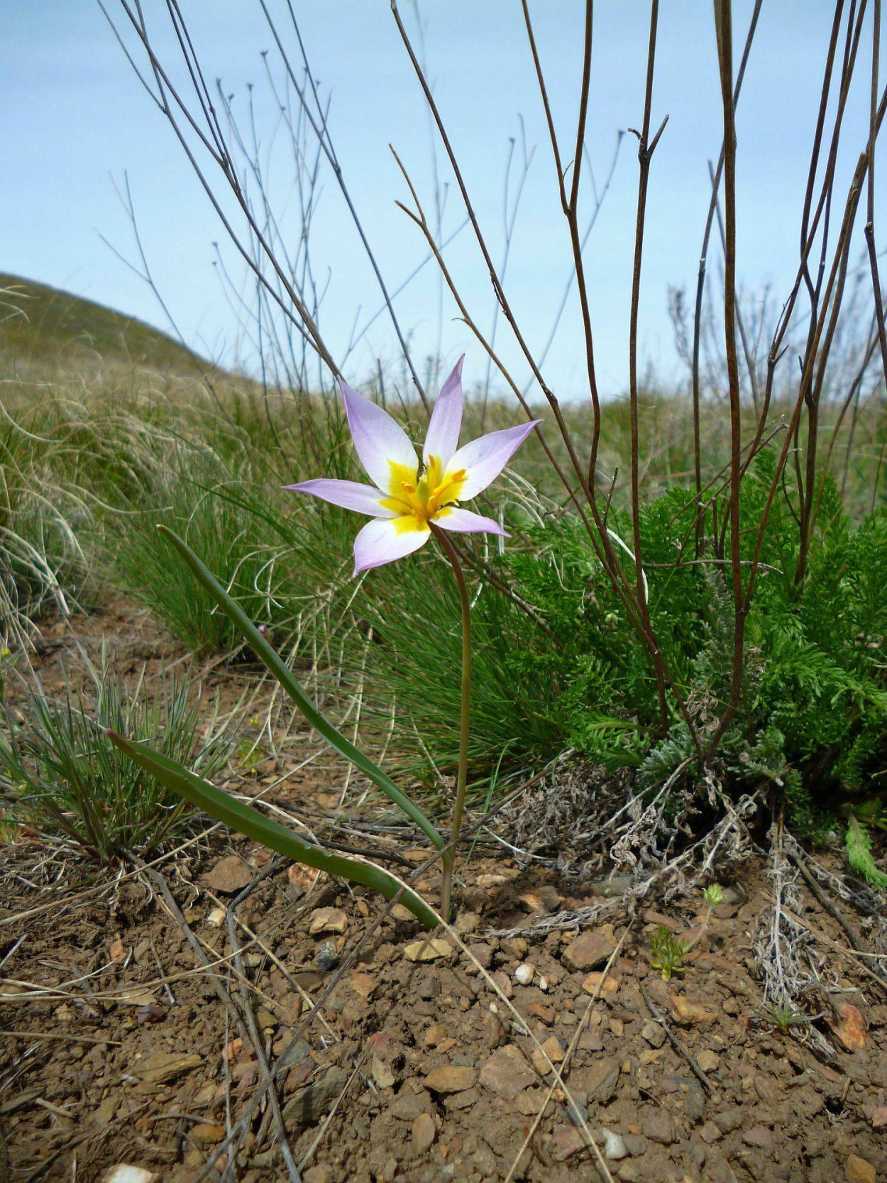 Тюльпан Биберштейна
