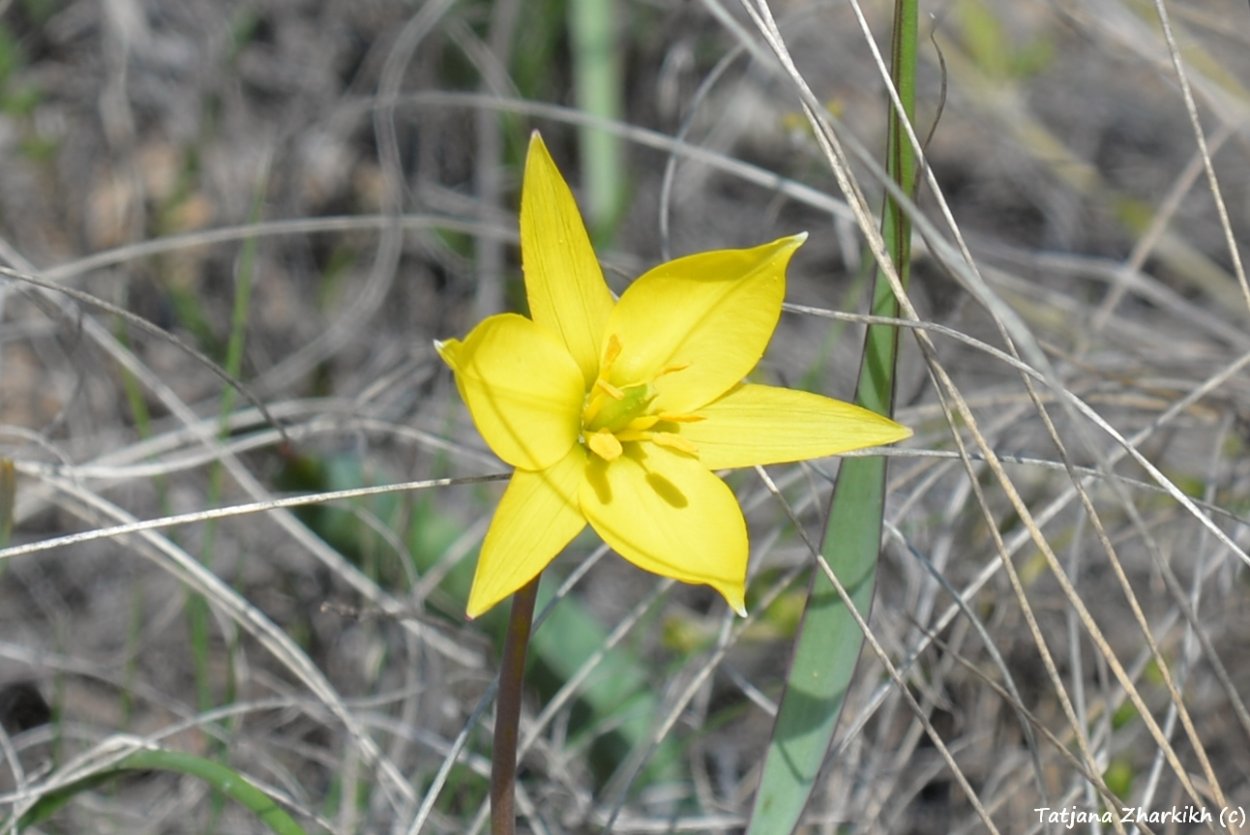 Прострел Биберштейна тюльпан