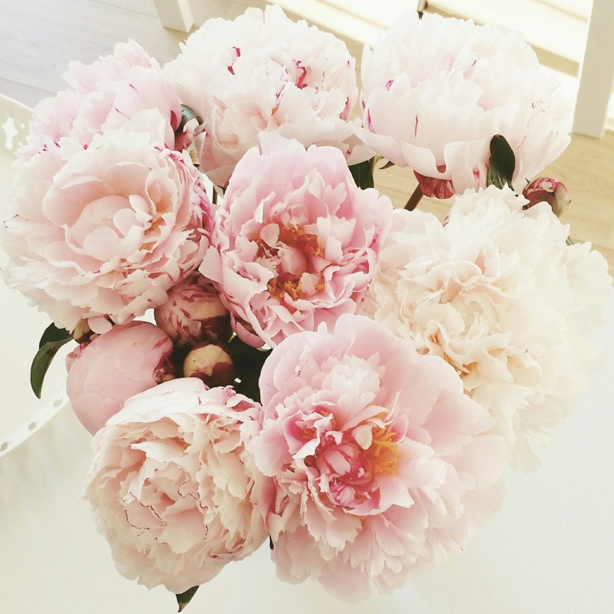 Лора Лэй пион