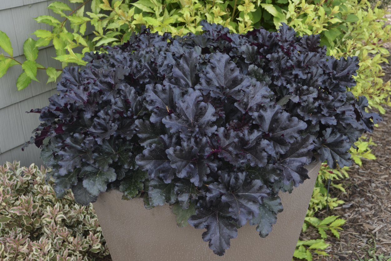 Гейхера Heuchera Black Pearl