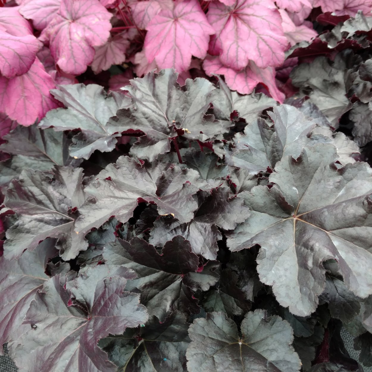 Гейхера Heuchera Black Pearl