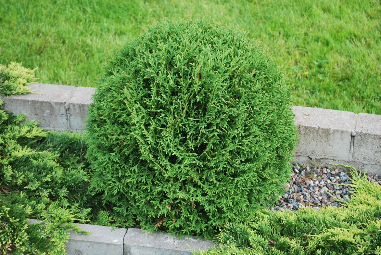 Туя Западная Хозери