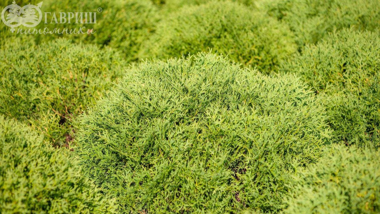 Туя Западная ericoides / 30-40