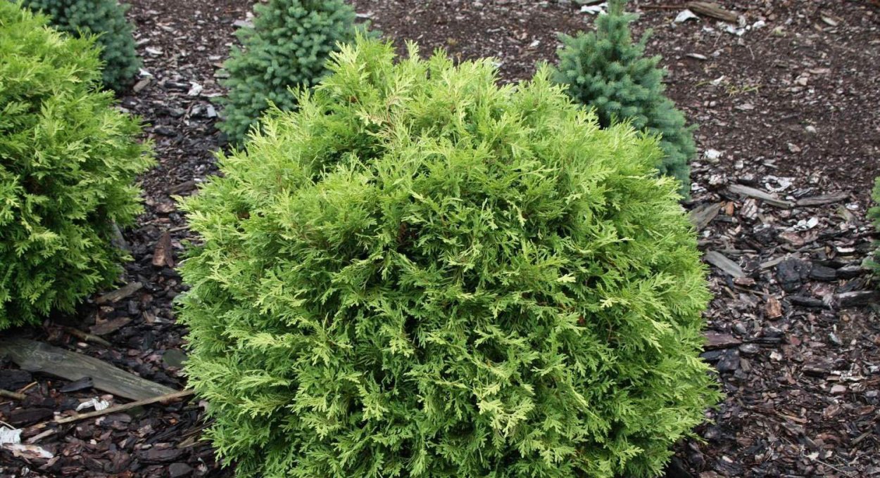 Туя Западная Селена